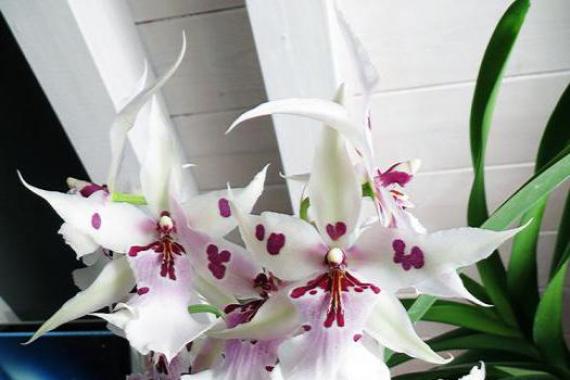 Орхидея камбрия: виды, размножение и уход