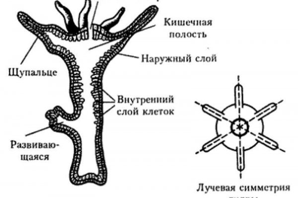 Кракена точка нет